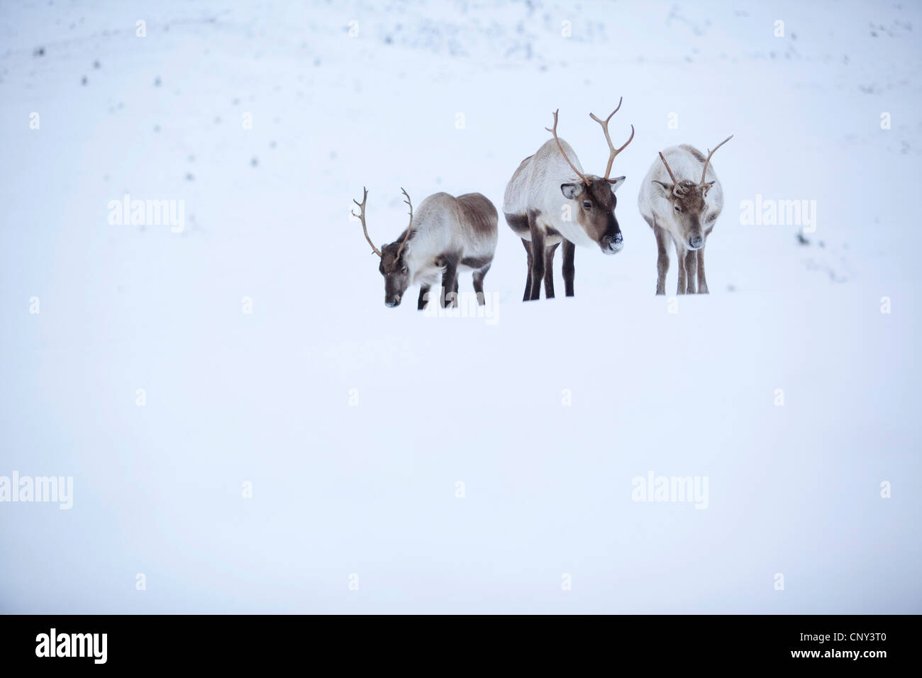 Renne européen, le caribou (Rangifer tarandus tarandus), rennes en enneigé des paysages de montagne, mais domestiquée, Royaume-Uni, Ecosse, le Parc National de Cairngorms Banque D'Images