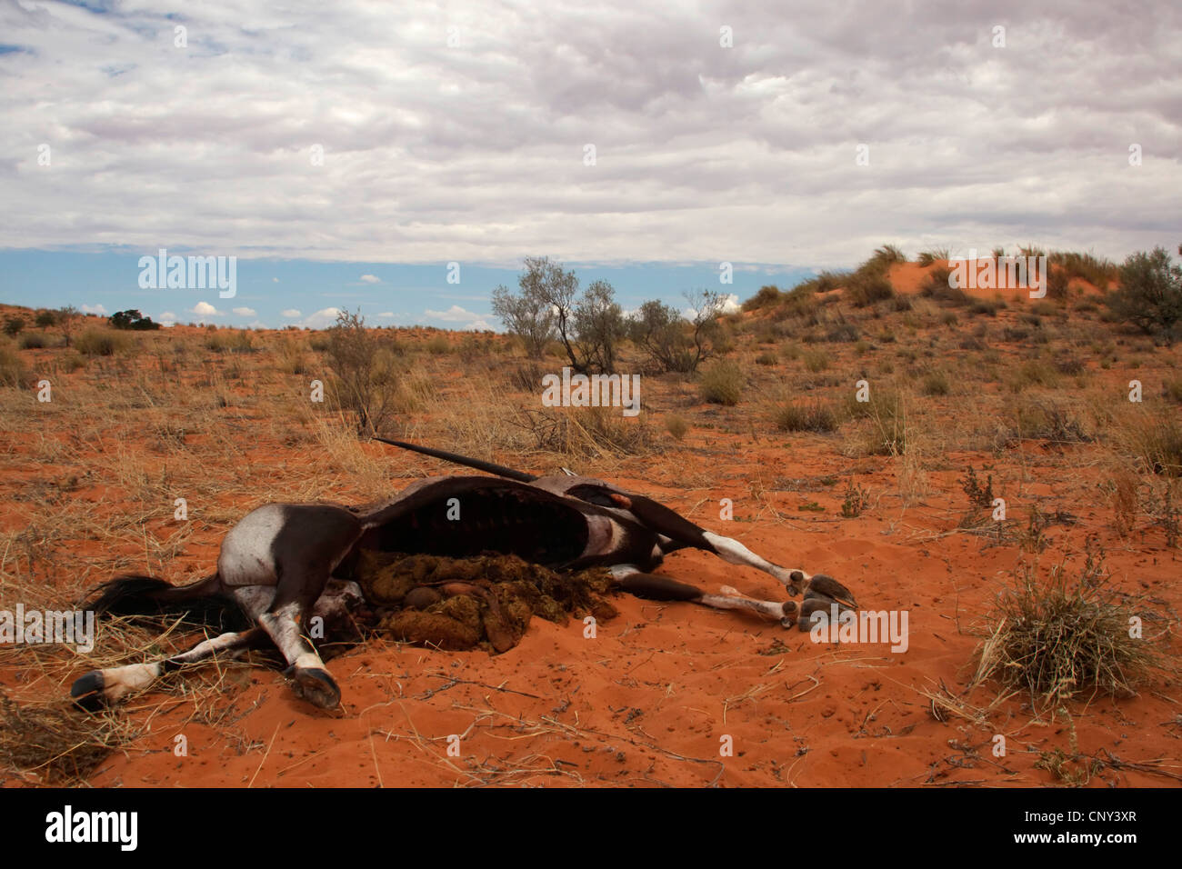 Orynx Beisa, gemsbok (Oryx de beisa Oryx gazella beisa,), cadavre couché dans la savane, Afrique du Sud, Northern Cape, Kgalagadi Transfrontier Park, Kalahari Banque D'Images
