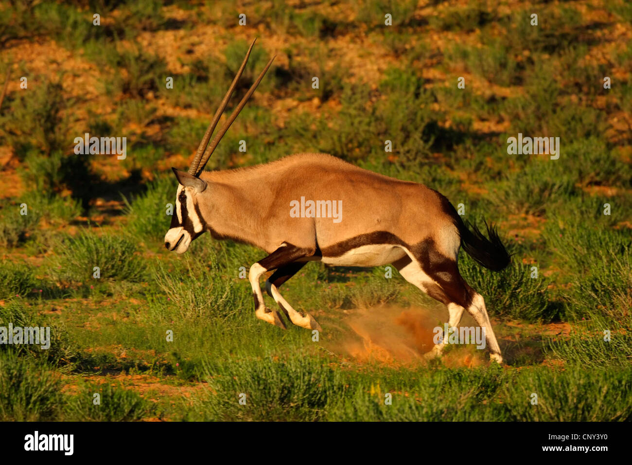 Orynx Beisa, gemsbok (Oryx de beisa Oryx gazella beisa,), sauter dans la savane, Afrique du Sud, Northern Cape, Kgalagadi Transfrontier Park Banque D'Images
