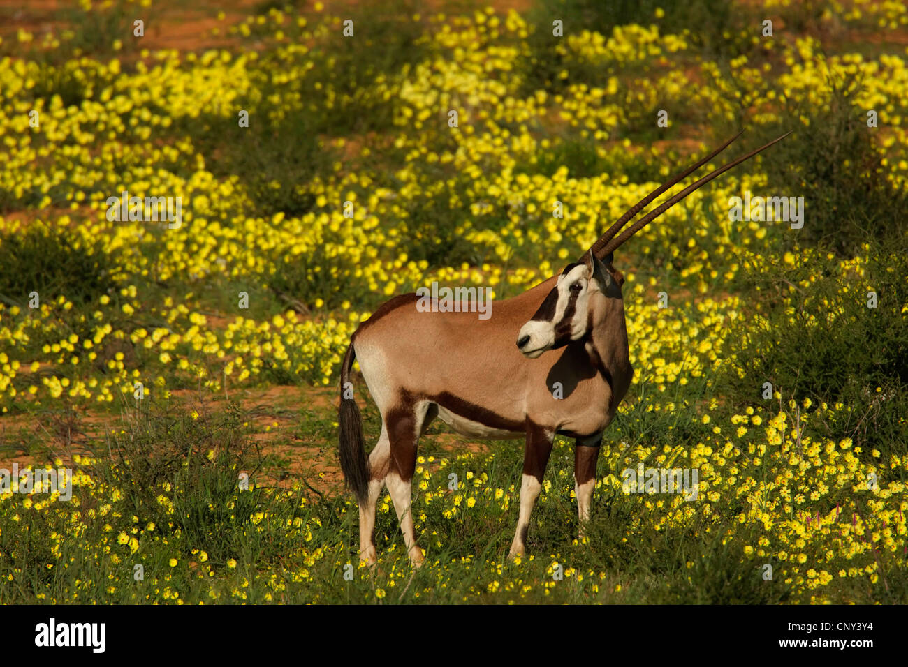 Orynx Beisa, gemsbok (Oryx de beisa Oryx gazella beisa,), debout dans la savane jaune parmi les fleurs, Afrique du Sud, Northern Cape, Kgalagadi Transfrontier Park Banque D'Images