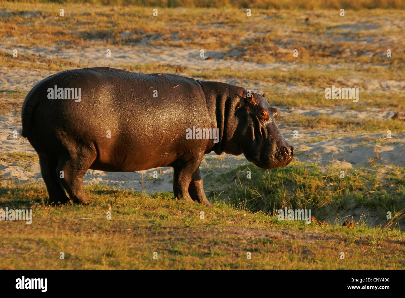 Hippopotame, hippopotame, hippopotame commun (Hippopotamus amphibius), debout dans la savane, Botswana, Chobe National Park Banque D'Images