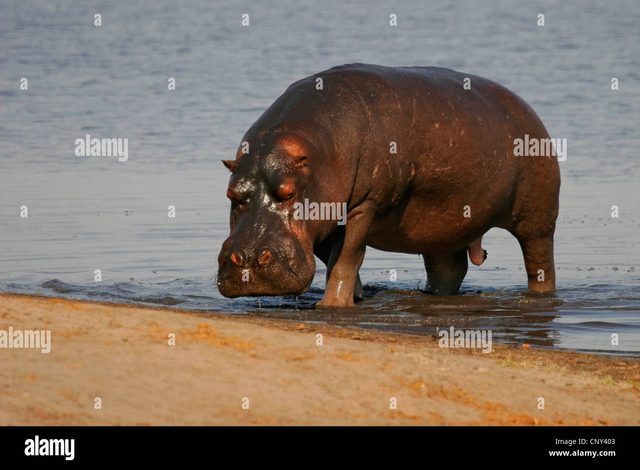 Hippopotame, hippopotame, hippopotame commun (Hippopotamus amphibius), laissant une place de l'eau, le Botswana, Chobe National Park Banque D'Images