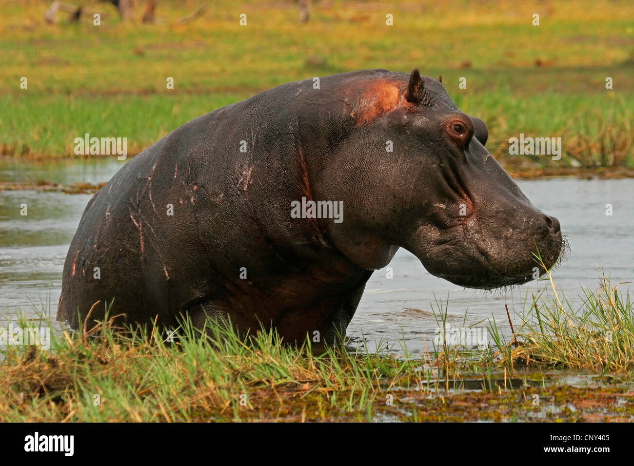 Hippopotame, hippopotame, hippopotame commun (Hippopotamus amphibius), laissant une place de l'eau, le Botswana, Chobe National Park Banque D'Images
