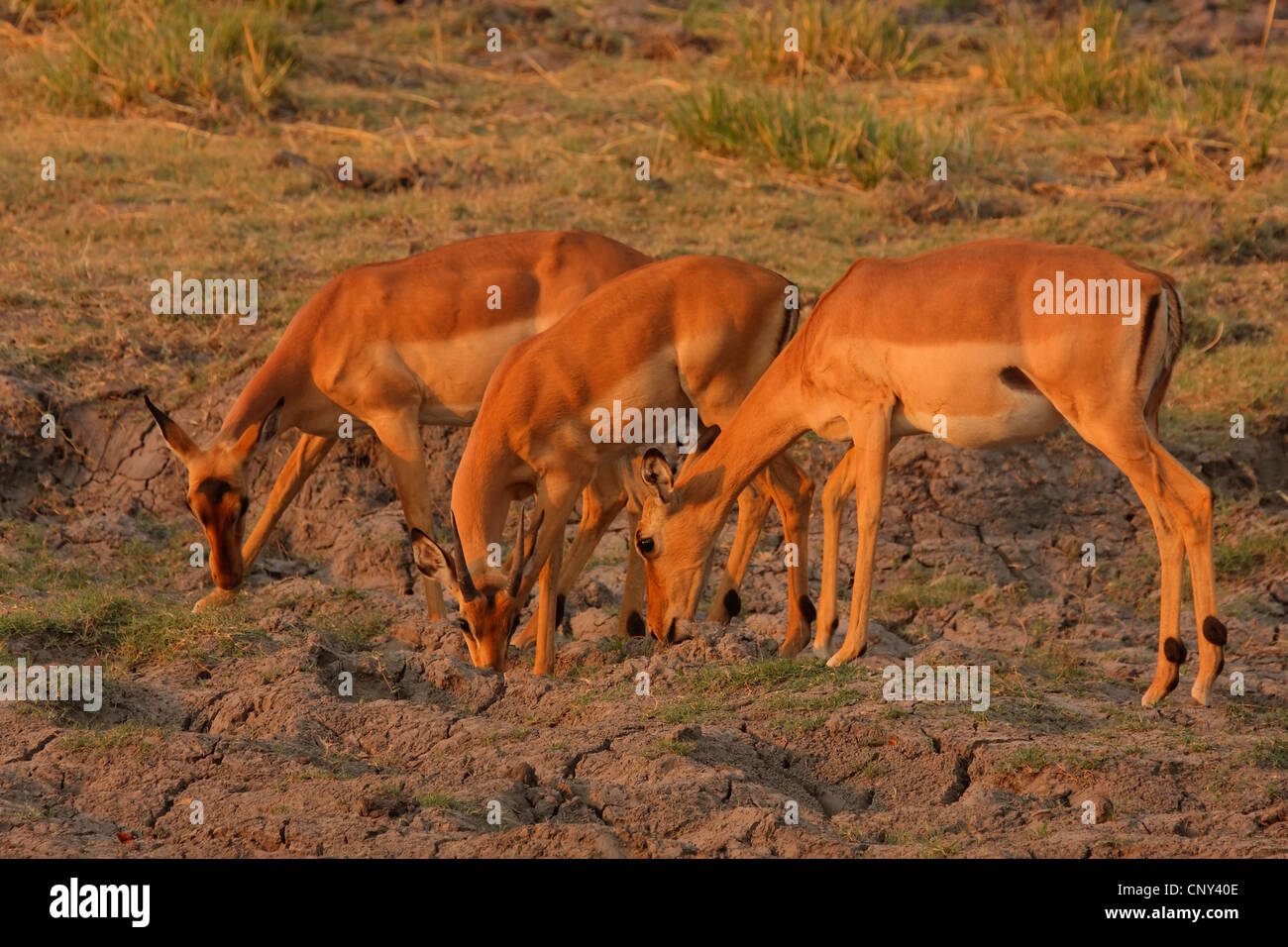 Impala (Aepyceros melampus), trois animaux buvant dans les flaques d'eau dans la savane, Botswana, Chobe National Park Banque D'Images