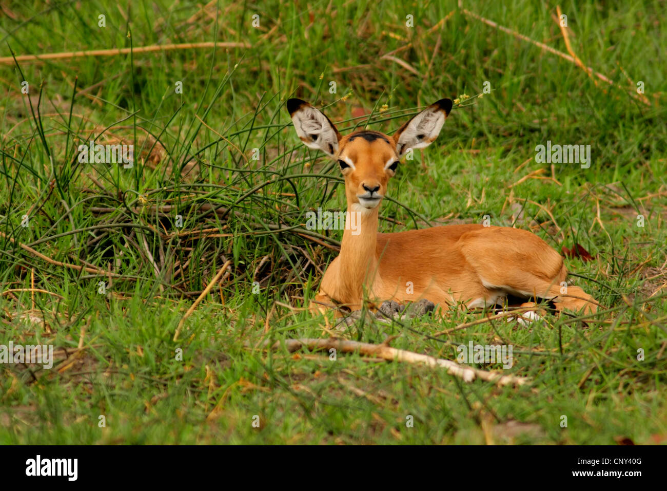 Impala (Aepyceros melampus), mollet assis dans l'herbe, Botswana, Chobe National Park Banque D'Images