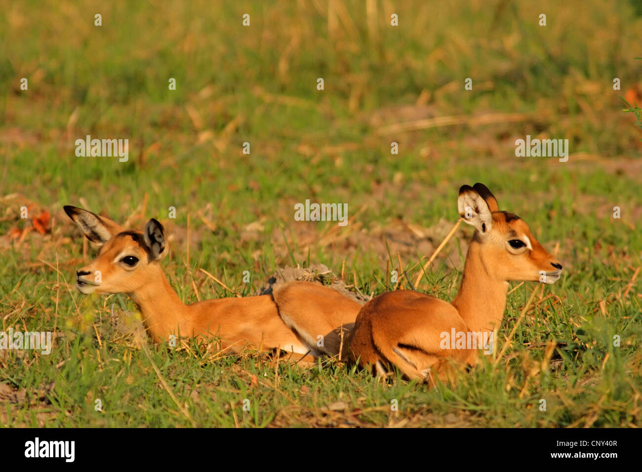 Impala (Aepyceros melampus), deux veaux assis ensemble dans l'herbe, Botswana, Chobe National Park Banque D'Images