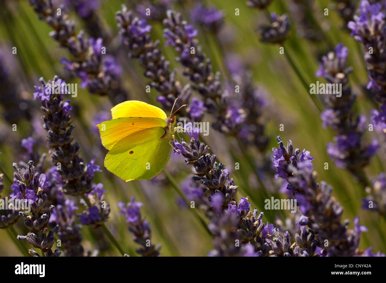 (Gonepteryx cleopatra cleopatra), homme de sucer le nectar à la lavande, Croatie, Istrie Banque D'Images