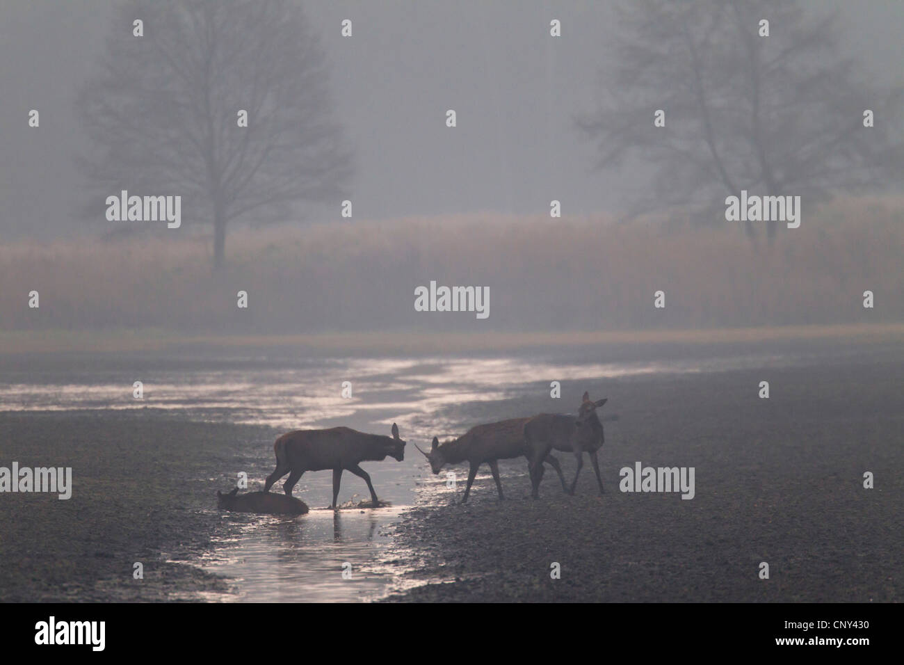 Red Deer (Cervus elaphus), Groupe avec un taureau, deux vaches et un veau à la vautrer dans la brume du matin, l'Allemagne, la Saxe, Syd Banque D'Images