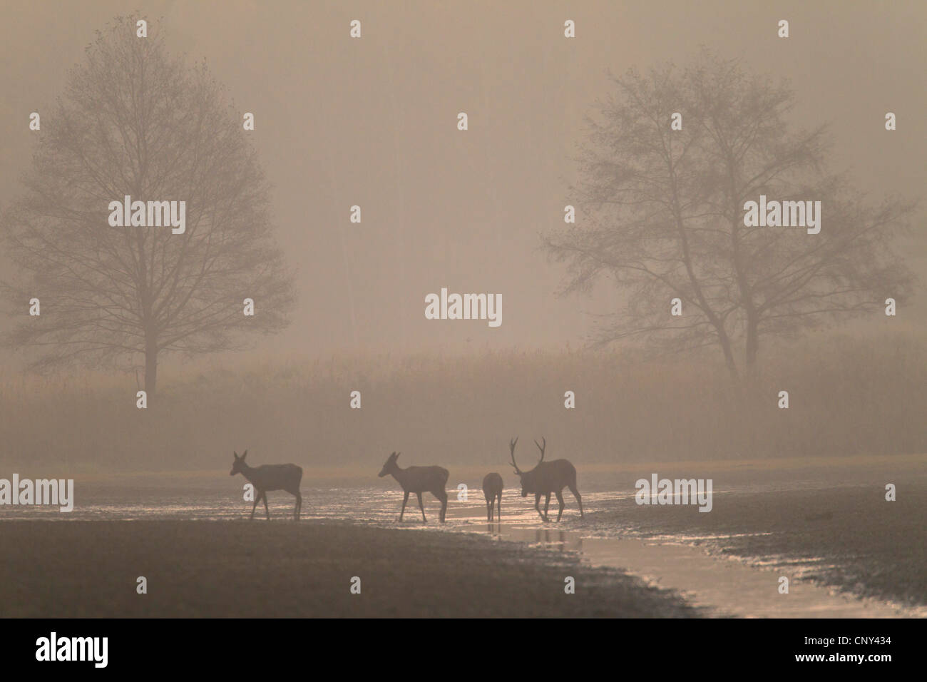 Red Deer (Cervus elaphus), Groupe avec un taureau, deux vaches et un veau à la vautrer dans la brume du matin, l'Allemagne, la Saxe, Syd Banque D'Images