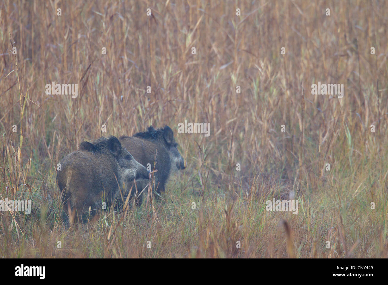 Le sanglier, le porc, le sanglier (Sus scrofa), deux balades animaux l'un après l'autre dans un pré, l'Allemagne, la Saxe, Biosphaerenreservat Oberlausitzer Heide-und Teichlandschaft Banque D'Images