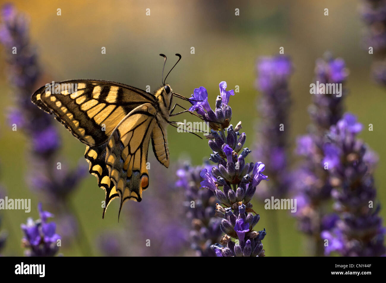 Papilio machaon), sucer le nectar des fleurs de lavande, à la Croatie, Istrie Banque D'Images
