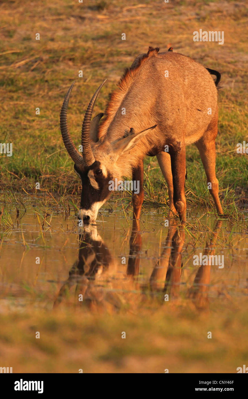 L'antilope rouanne (Hippotragus equinus), boire de l'homme, Botswana, Chobe National Park Banque D'Images