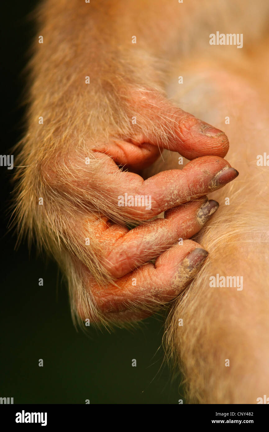 Macaque de cochon, cochon macaque à queue de cochon du sud, le cerf, le macaque, le crabe beruk-eating macaque (Macaca nemestrina), close-up d'une part, la Malaisie, Sabah, Bornéo Banque D'Images