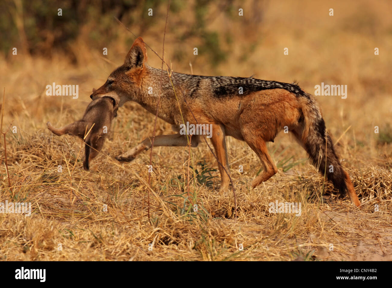 Le chacal à dos noir (Canis mesomelas), mère d'un jeune animal porteur dans la bouche dans la savane, Botswana, Chobe National Park Banque D'Images