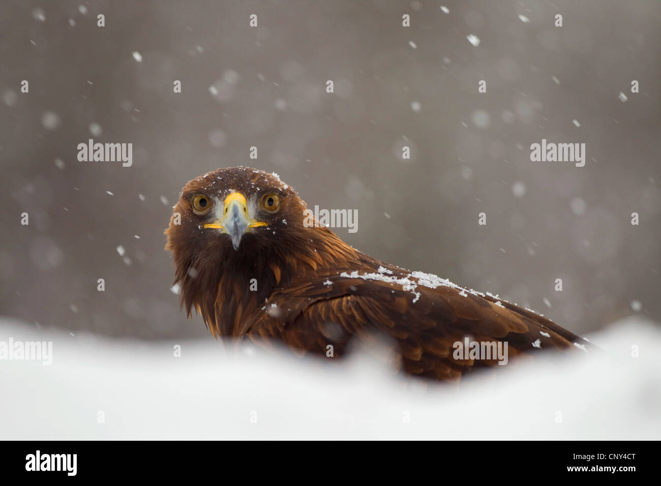 L'aigle royal (Aquila chrysaetos), à la neige, Royaume-Uni, Ecosse Banque D'Images