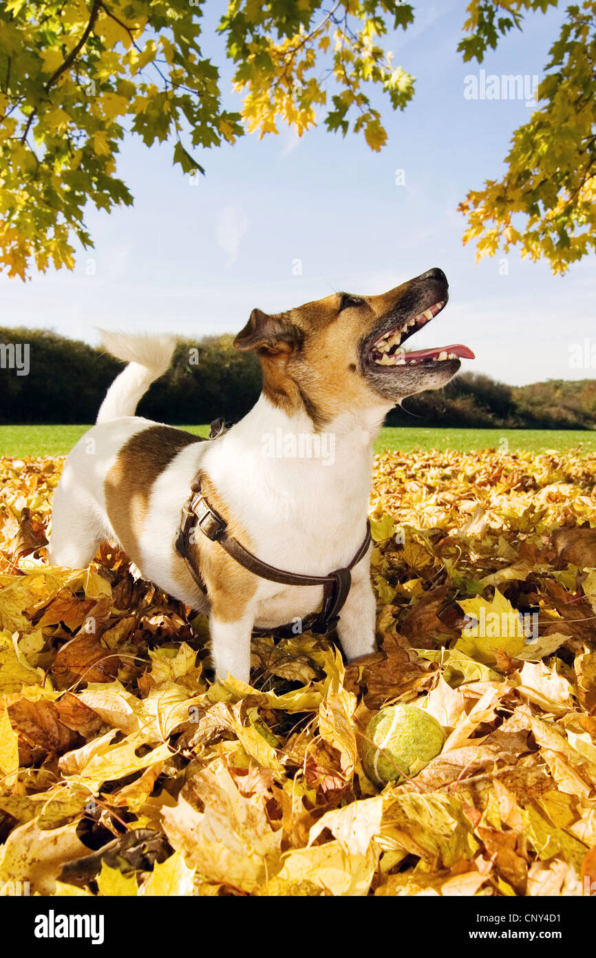 Jack Russell Terrier (Canis lupus f. familiaris), jouer avec une balle de tennis dans le feuillage de l'automne Banque D'Images