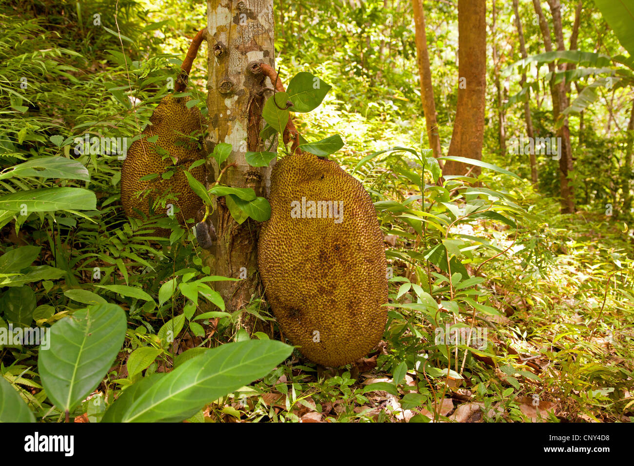 Jack-fruit (Artocarpus heterophyllus), deux grandes infructescences à un tronc d'arbre, de la Thaïlande, Phuket Banque D'Images