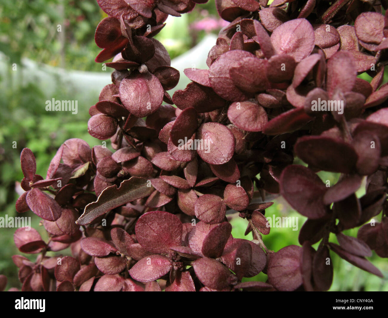 Jardin, jardin orach arrach (Atriplex hortensis), infructescens Banque D'Images