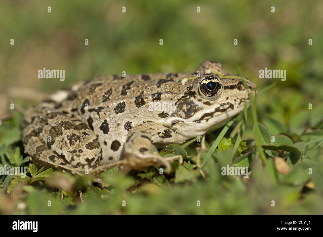 La grenouille des marais, lac frog (Rana ridibunda, Pelophylax ridibundus), assis, Croatie Banque D'Images