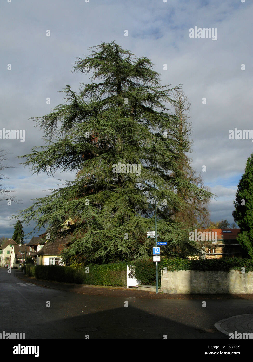 Le cèdre bleu (Cedrus atlantica 'Glauca', Cedrus atlantica Glauca), arbres d'ornement dans un jardin, Allemagne Banque D'Images
