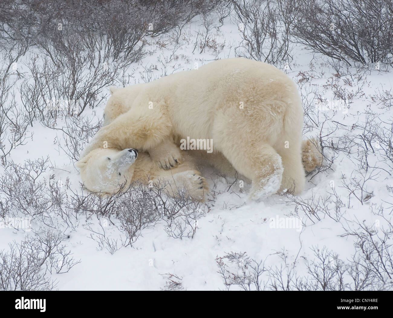 L'ours polaire wrestling dans la neige, Churchill, Canada Banque D'Images