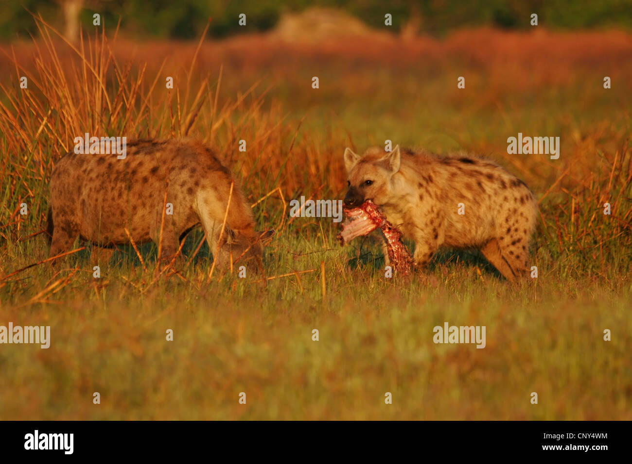L'Hyène tachetée (Crocuta crocuta), deux animaux dans la savane, se nourrir d'un cadavre, Botswana, Chobe National Park Banque D'Images