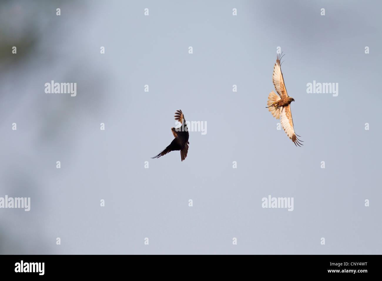 Milan noir, jaune-billed kite (Milvus migrans), une attaque de l'Allemagne de l'ouest, le busard, Saxe, Bavière Banque D'Images