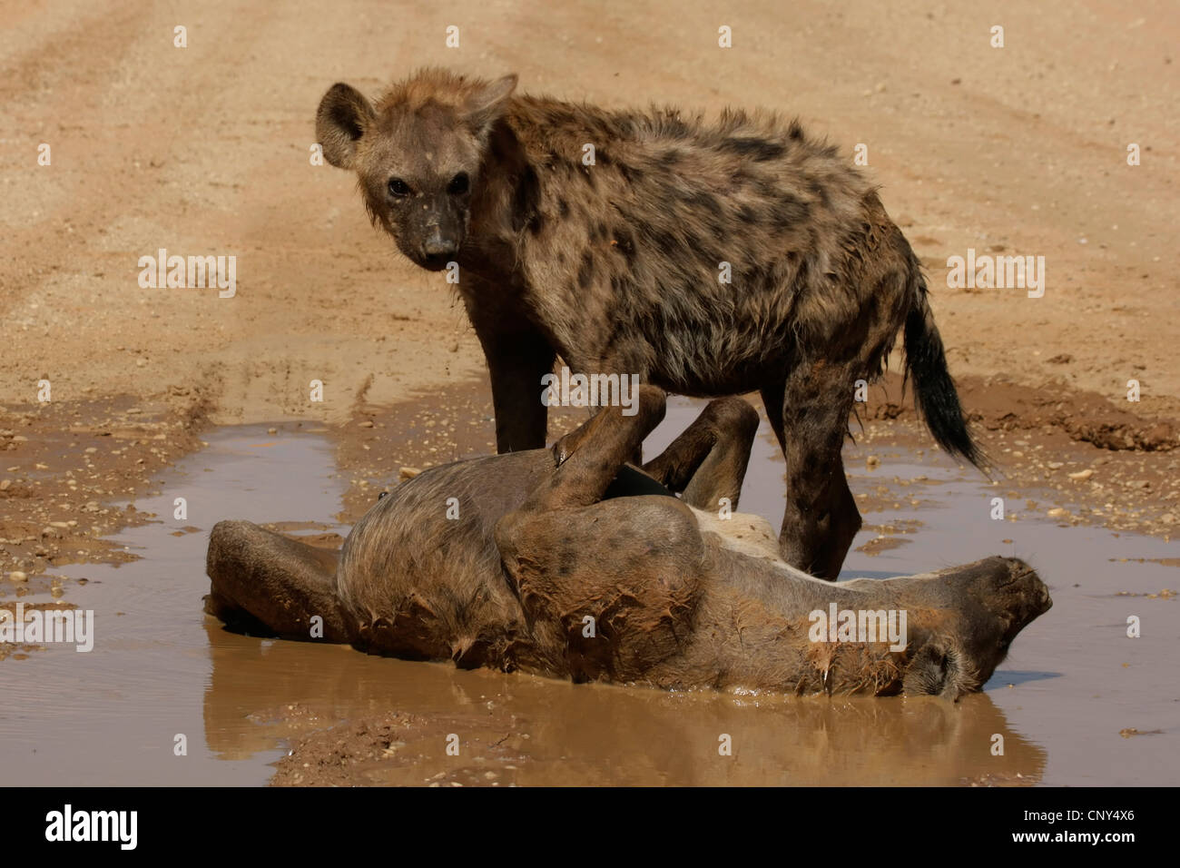 L'Hyène tachetée (Crocuta crocuta), couple de se baigner dans un trou d'eau dans une région aride, Afrique du Sud, Northern Cape, Kgalagadi Transfrontier Park, Kalahari Banque D'Images