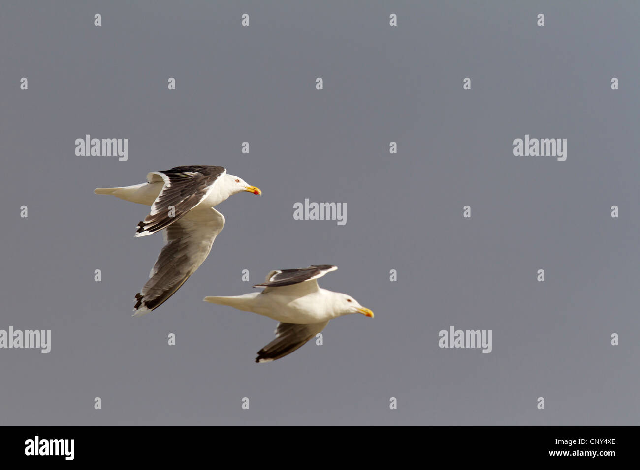 Moindre Goéland marin (Larus fuscus), deux goélands dans le ciel, au Danemark, Jutland central Banque D'Images