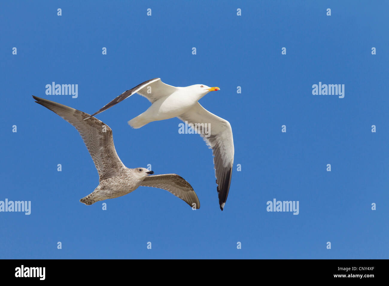 Moindre Goéland marin (Larus fuscus), deux oiseaux adultes, suivi d'un immature, Danemark, Jylland Banque D'Images