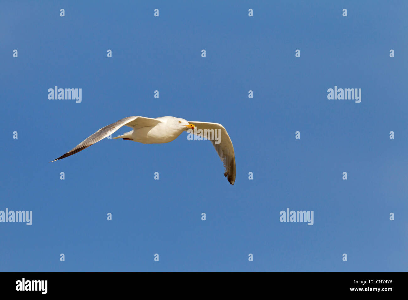 Goéland argenté (Larus argentatus), en robe de reproduction au ciel, Allemagne, Schleswig-Holstein Banque D'Images