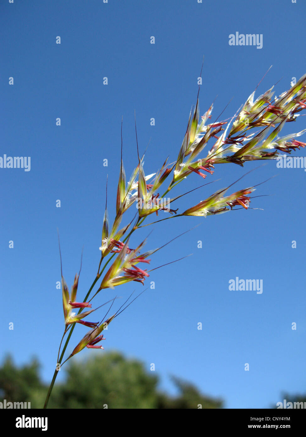 Prairie Oat-grass (Helictotrichon pratense, Avenochloa pratensis), épillets, Allemagne, Thuringe Banque D'Images