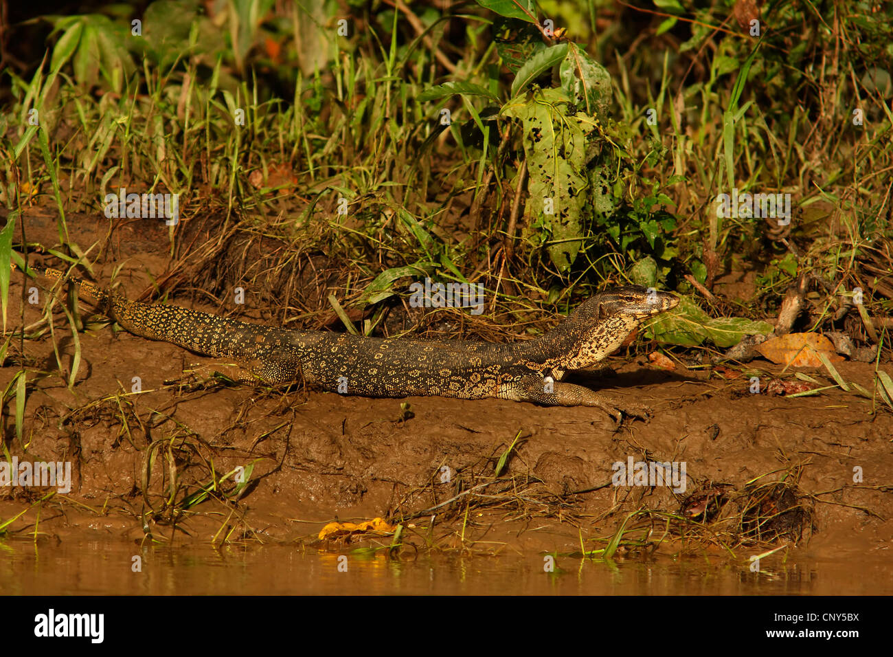 L'Asiatique commun, moniteur, moniteur de l'eau l'eau courante, moniteur moniteur malais (Varanus salvator), couché sur le sol de la rivière Kinabantangan soily, Malaisie, Sabah, Bornéo, Sungai Kinabantangan Banque D'Images