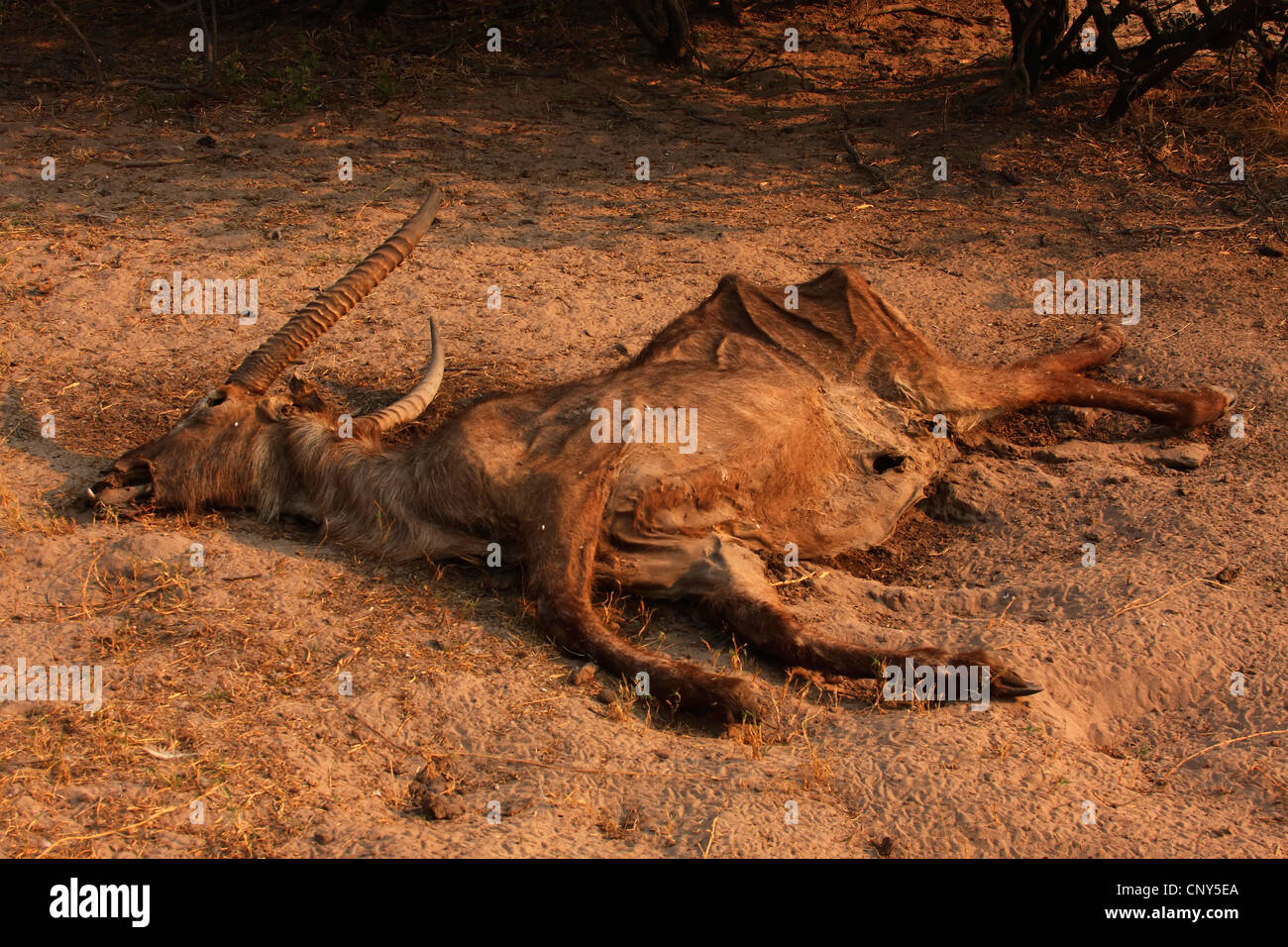 Cobe à croissant (Kobus ellipsiprymnus), carcasse d'une pincé buck, Botswana, Chobe National Park Banque D'Images