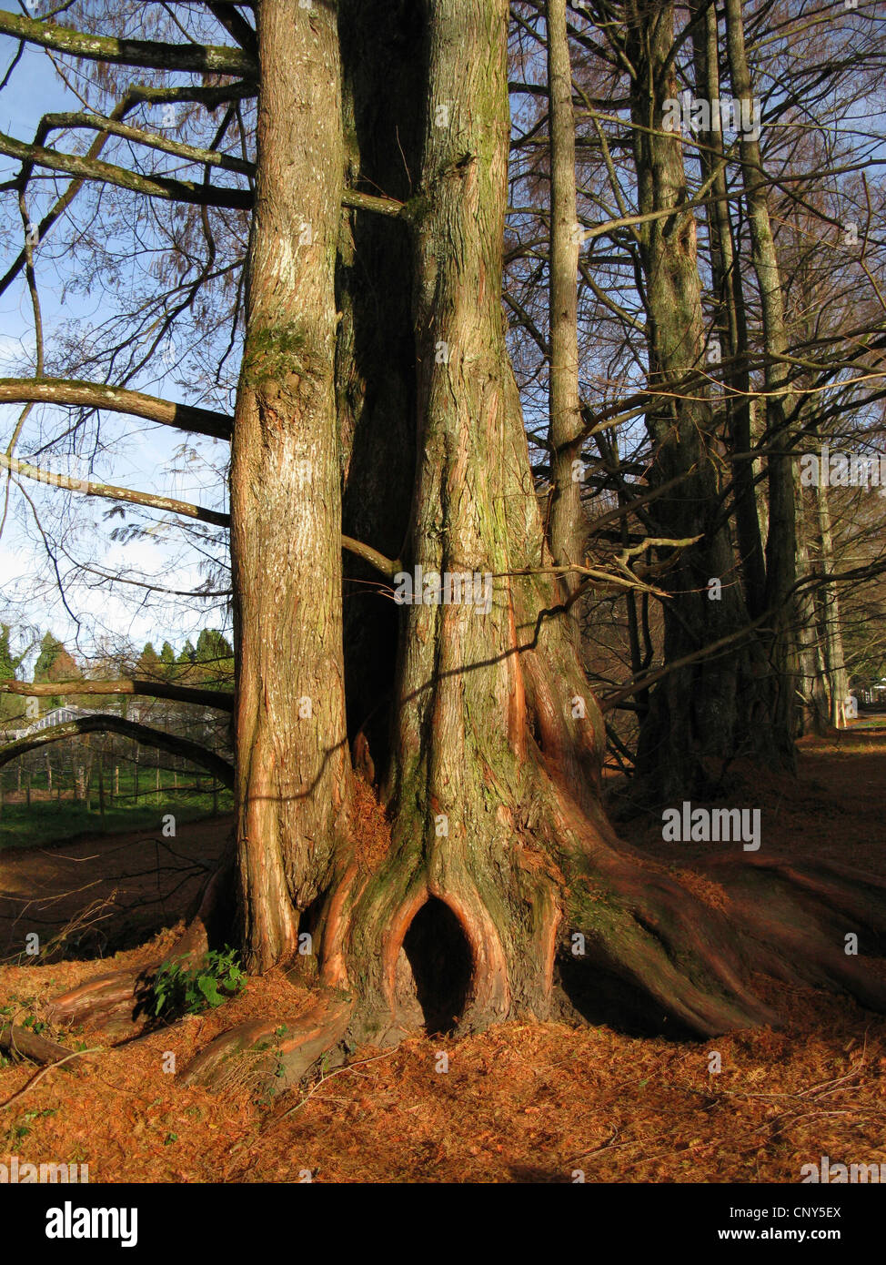 Dawn (Metasequoia glyptostroboides), tronc d'arbre en hiver Banque D'Images