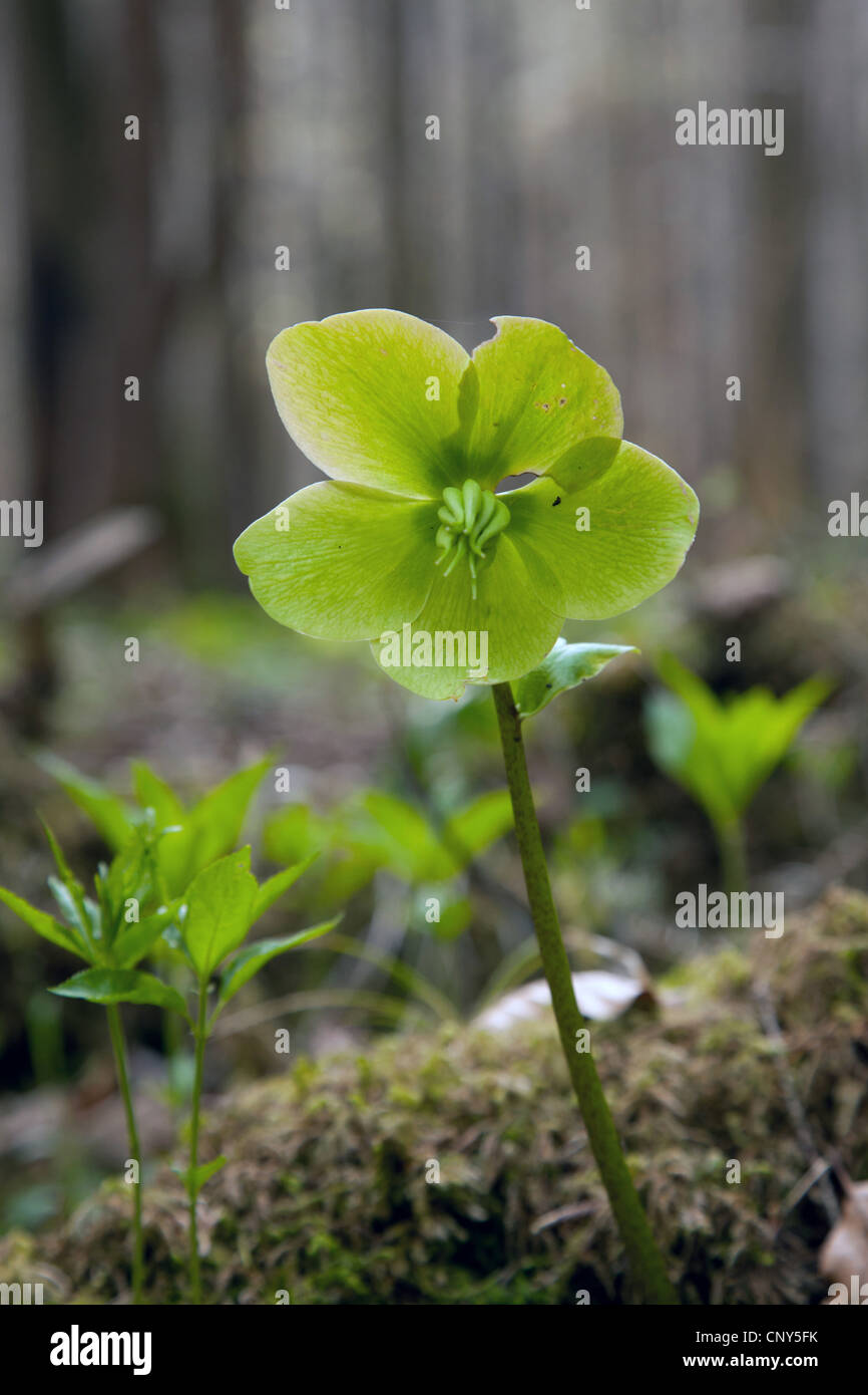 Black hellebore (Helleborus niger), rétroéclairage à la fructification, Allemagne, Bavière, Koenigssee Banque D'Images