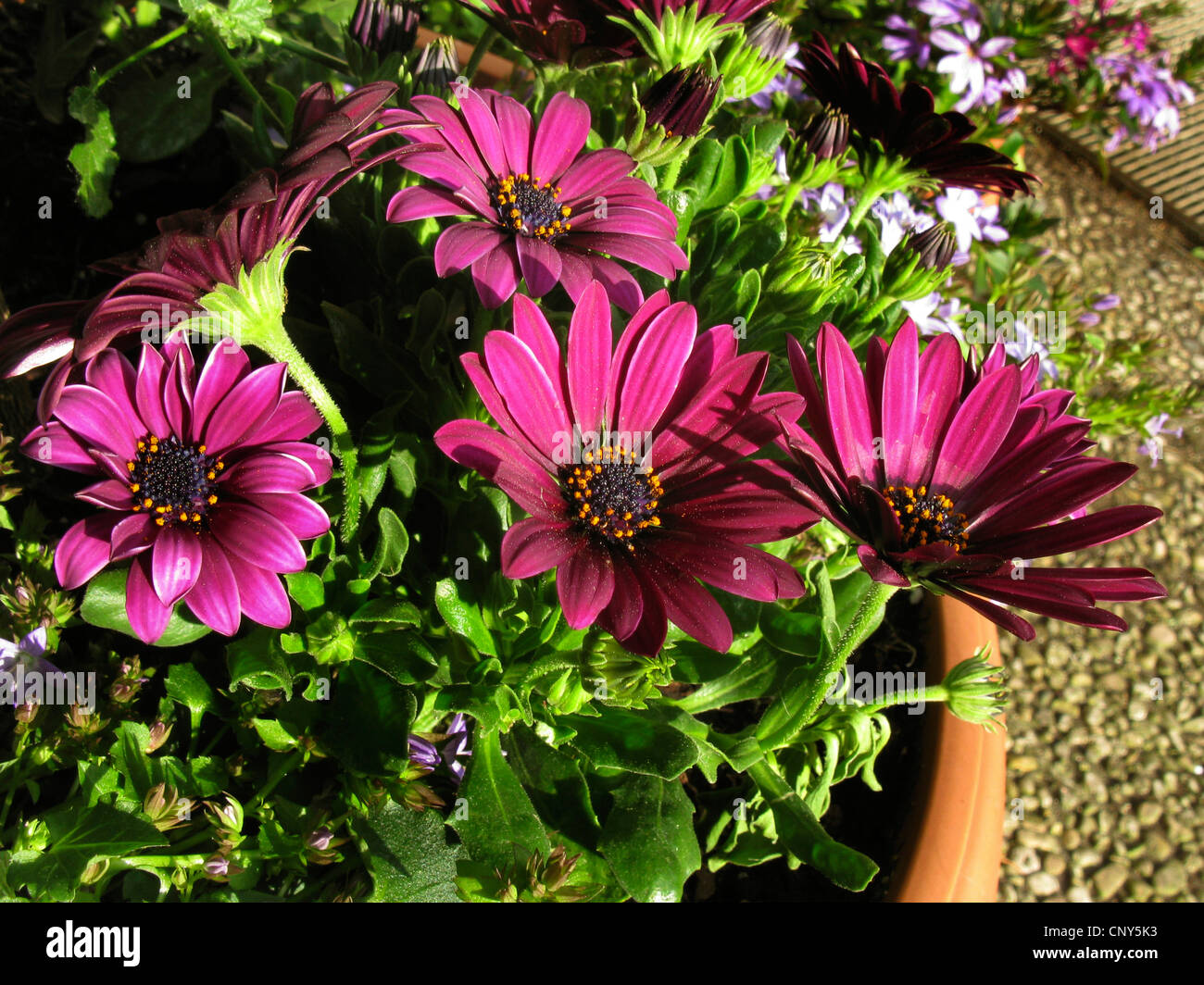 Daisy africains, lavande, Norlindh africaine Daisy Daisy freeway (Osteospermum ecklonis Cambria 'Sunny', Osteospermum ecklonis Sunny Cambria), la floraison, le cultivar Sunny Cambria Banque D'Images Daisy africains, lavande, Norlindh africaine Daisy Daisy freeway (Osteospermum ecklonis Cambria 'Sunny', Osteospermum ecklonis Sunny Cambria), la floraison, le cultivar Sunny Cambria Banque D'Images