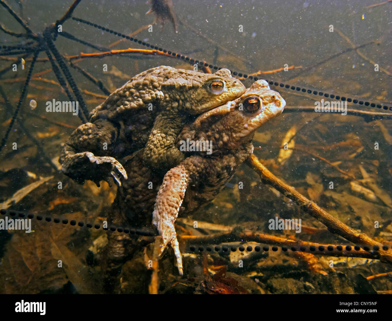 European crapaud commun (Bufo bufo), la paire sous l'eau entre les cordes de spawn, Germany Banque D'Images