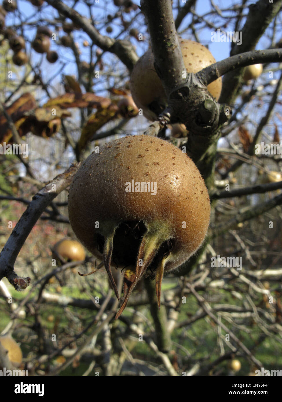 Néflier D'Allemagne Mespilus Germanica - Godet Anti-Chignon Scion Fruitier Rustique