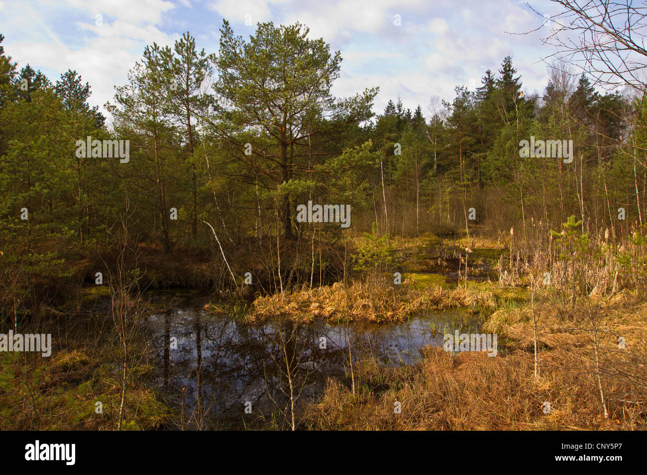 Low Moor Moor avec étang, Germany Banque D'Images