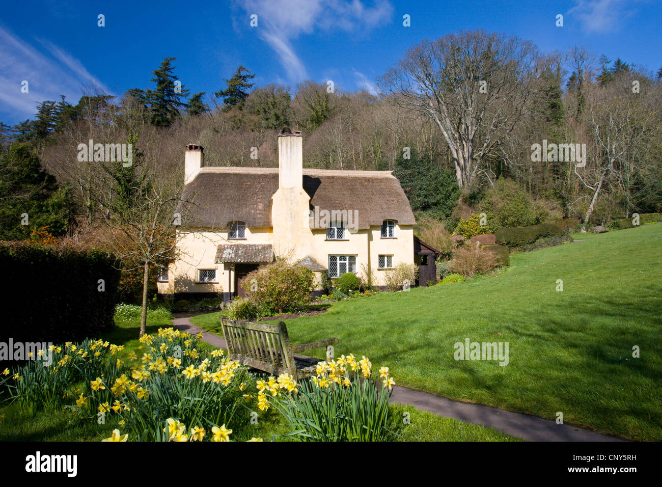 Thatched cottage et des jonquilles dans le village d'Exmoor Selworthy, Somerset, Angleterre Banque D'Images