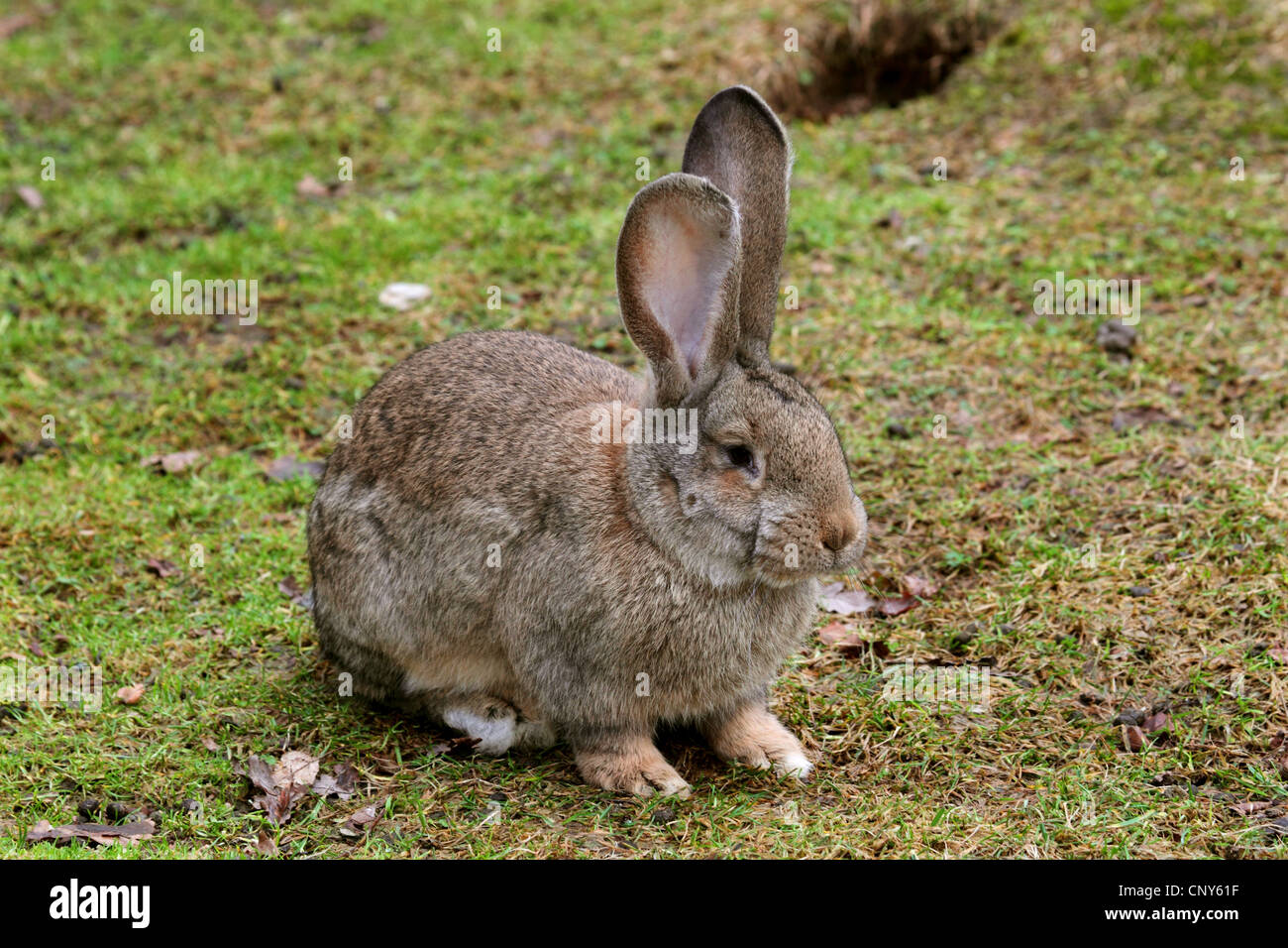 Lapin domestique (Oryctolagus cuniculus f. domestica), Deutscher Riese Banque D'Images