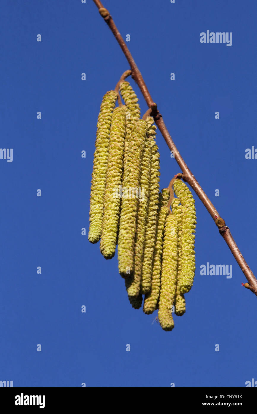 Le noisetier commun (Corylus avellana), fleurs de noisetiers, Allemagne Banque D'Images