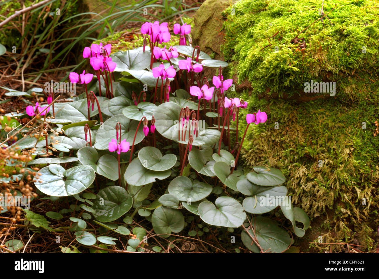 Cyclamen (Cyclamen coum de l'est en fleurs, Allemagne Banque D'Images