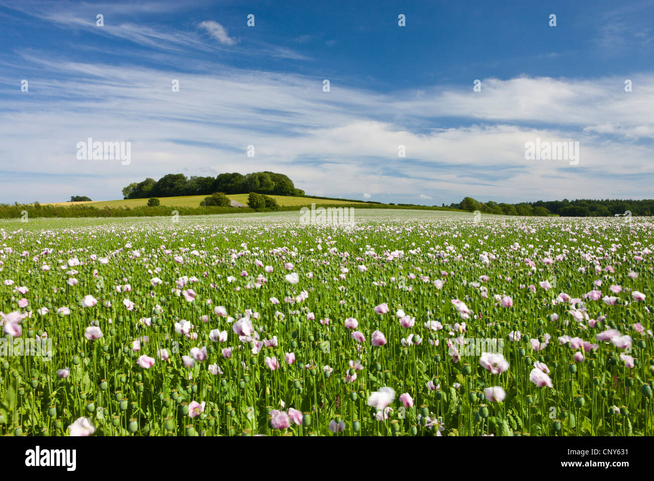 Champ de coquelicots près de Winterbourne Zelston croissant dans le Dorset, en Angleterre. En été (juin) 2008 Banque D'Images