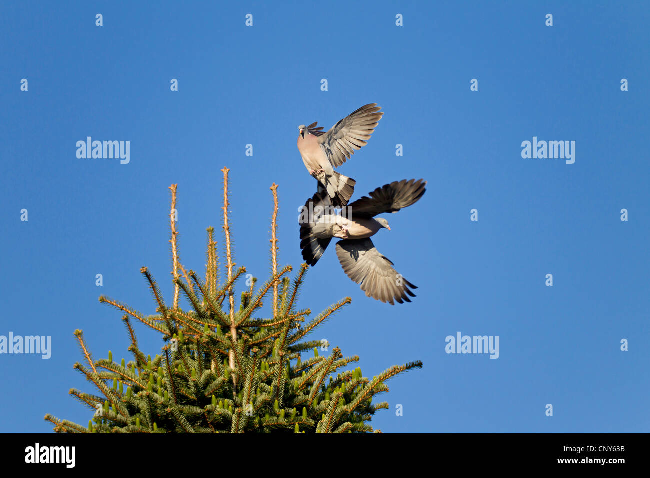 Pigeon ramier (Columba palumbus), deux oiseaux se battre dans l'air pour un lieu de nidification dans un arbre haut, l'Allemagne, Schleswig-Holstein Banque D'Images