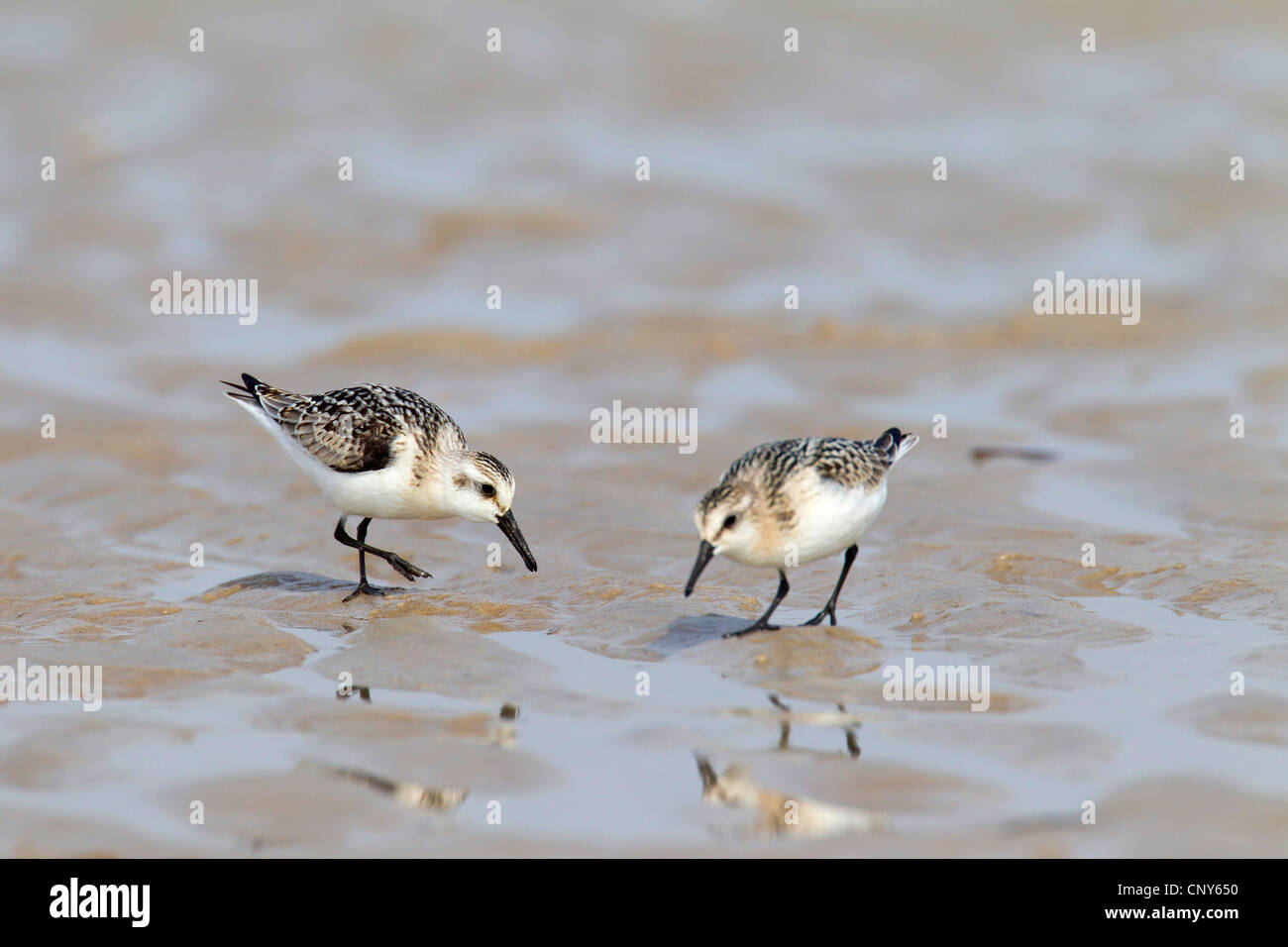 Bécasseau sanderling (Calidris alba), deux oiseaux en plumage d'été à la nourriture au sol, tideland le Danemark, Jylland Banque D'Images