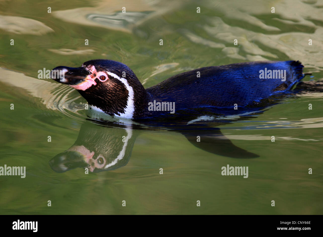 Manchot de Humboldt (Spheniscus humboldti), nager à la surface de l'eau Banque D'Images