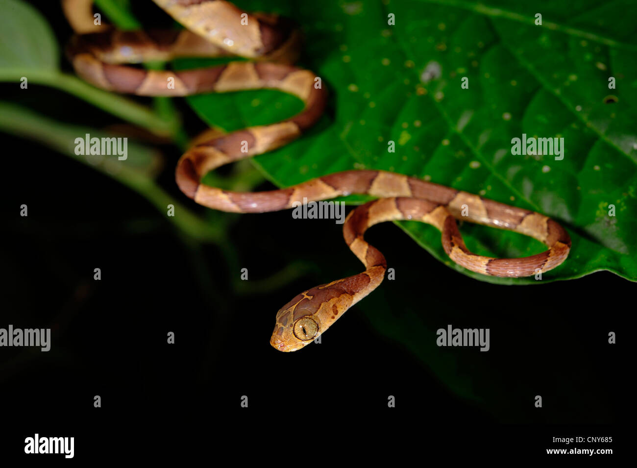 Serpent à tête émoussée, Mapepire Corde Violon, Blunthead Imantodes cenchoa (serpent), l'enroulement sur une feuille, le Honduras, La Mosquitia, Las Marias Banque D'Images