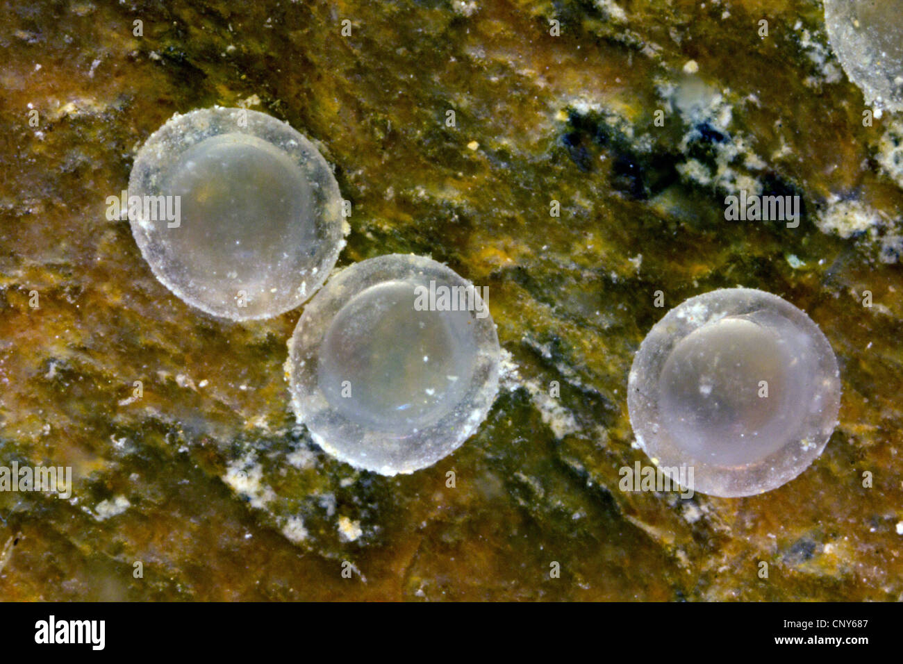 Sombre italien (Alburnus albidus), les œufs avec début du développement embryonnaire, l'Allemagne, la Bavière, le lac de Chiemsee Banque D'Images